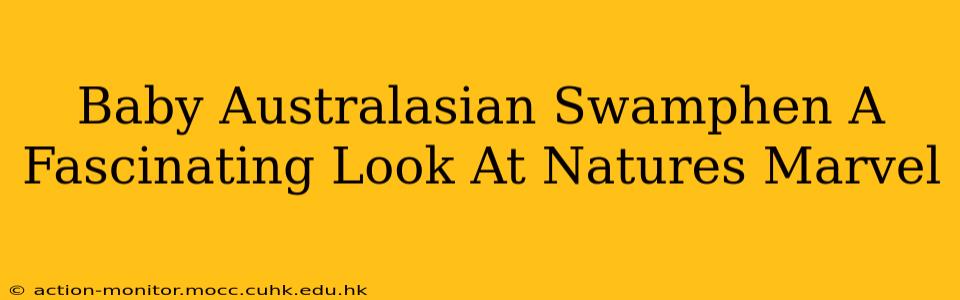 Baby Australasian Swamphen A Fascinating Look At Natures Marvel