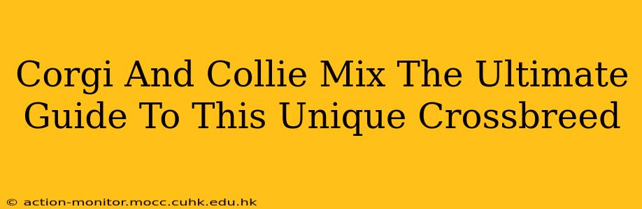 Corgi And Collie Mix The Ultimate Guide To This Unique Crossbreed