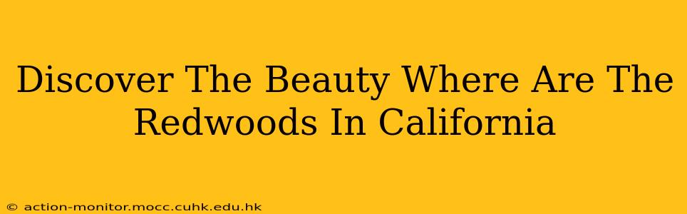 Discover The Beauty Where Are The Redwoods In California