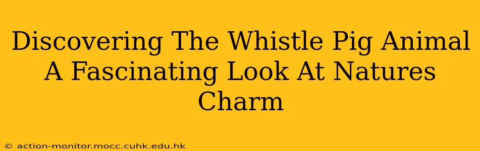 Discovering The Whistle Pig Animal A Fascinating Look At Natures Charm