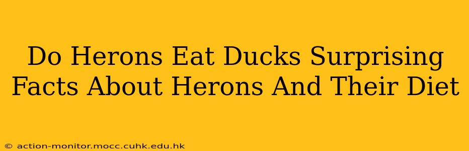 Do Herons Eat Ducks Surprising Facts About Herons And Their Diet