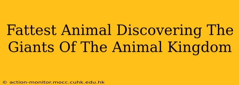 Fattest Animal Discovering The Giants Of The Animal Kingdom