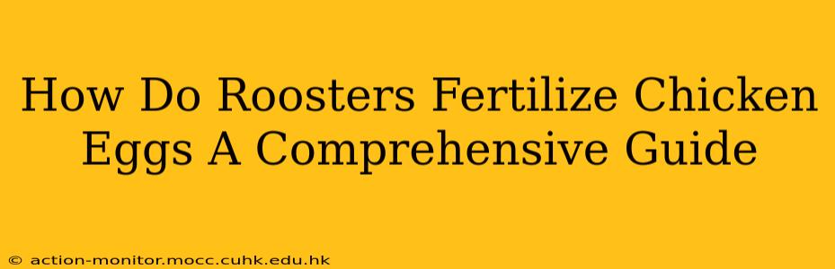 How Do Roosters Fertilize Chicken Eggs A Comprehensive Guide