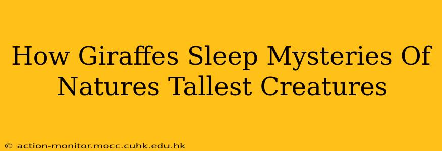 How Giraffes Sleep Mysteries Of Natures Tallest Creatures