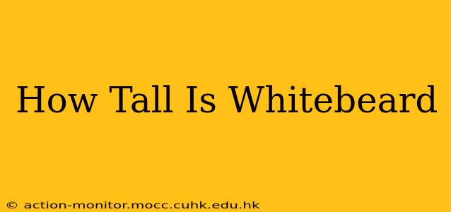 How Tall Is Whitebeard