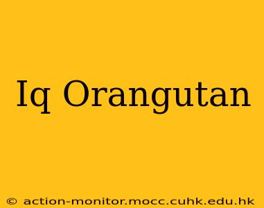 Iq Orangutan