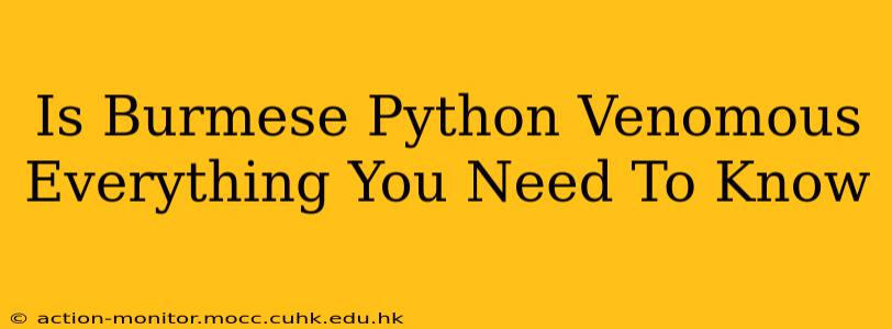 Is Burmese Python Venomous Everything You Need To Know