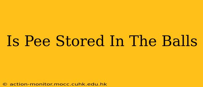 Is Pee Stored In The Balls