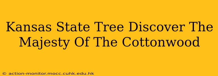 Kansas State Tree Discover The Majesty Of The Cottonwood