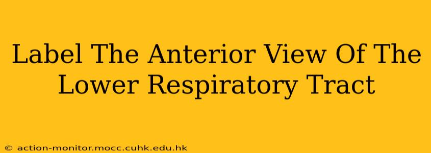 Label The Anterior View Of The Lower Respiratory Tract
