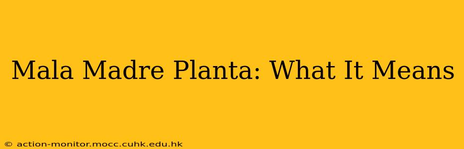 Mala Madre Planta: What It Means