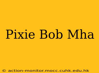 Pixie Bob Mha