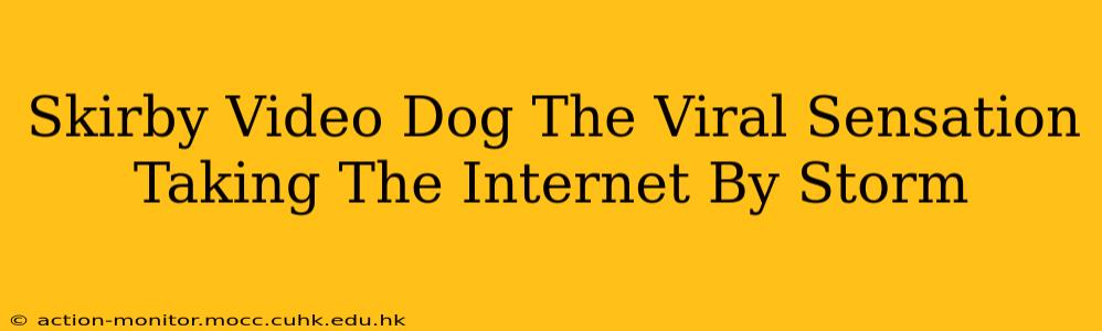 Skirby Video Dog The Viral Sensation Taking The Internet By Storm