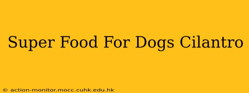 Super Food For Dogs Cilantro