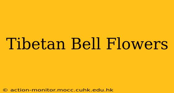 Tibetan Bell Flowers