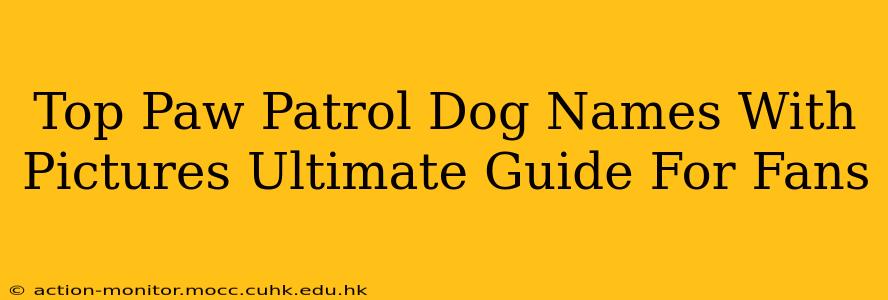Top Paw Patrol Dog Names With Pictures Ultimate Guide For Fans