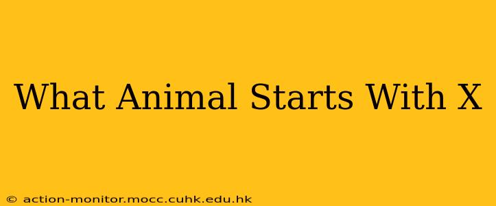 What Animal Starts With X