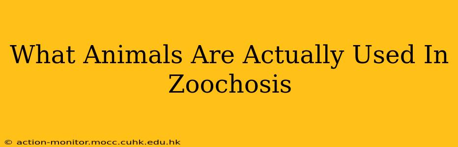 What Animals Are Actually Used In Zoochosis