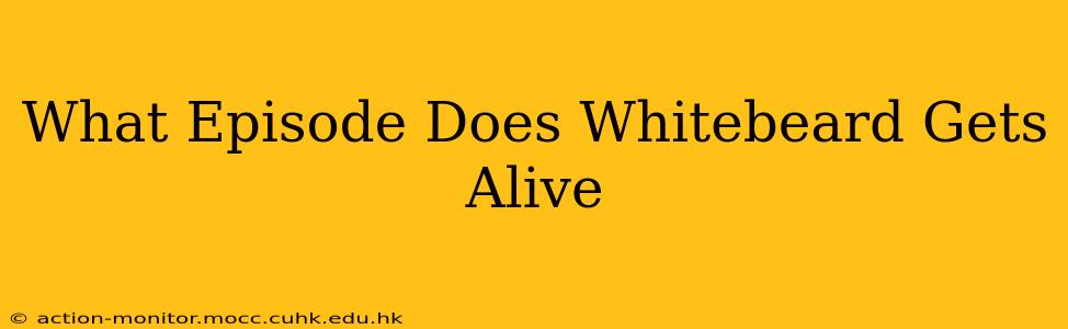 What Episode Does Whitebeard Gets Alive
