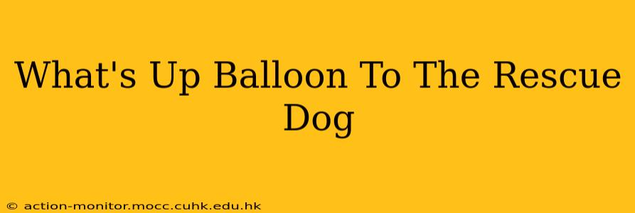 What's Up Balloon To The Rescue Dog