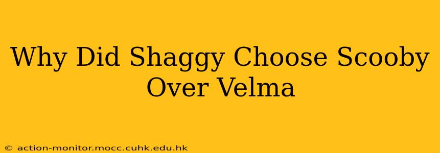 Why Did Shaggy Choose Scooby Over Velma